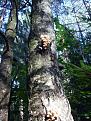 Нажмите на изображение для увеличения.

Название:	tree3.jpg
Просмотров:	1209
Размер:	122.8 Кб
ID:	3359247