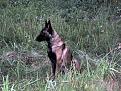 Нажмите на изображение для увеличения.

Название:	Dogs2-007.jpg
Просмотров:	453
Размер:	65.9 Кб
ID:	3359619