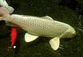 Нажмите на изображение для увеличения.

Название:	Koi_grazing.jpg
Просмотров:	1307
Размер:	118.2 Кб
ID:	3359782
