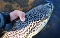 Нажмите на изображение для увеличения.

Название:	leopard04.jpg
Просмотров:	1428
Размер:	154.5 Кб
ID:	3361115