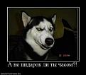 Нажмите на изображение для увеличения.

Название:	47997_a-ne-pidarok-li-tyi-chasom.thumbnail.jpg
Просмотров:	413
Размер:	9.3 Кб
ID:	3362994
