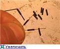 Нажмите на изображение для увеличения.

Название:	6.jpg
Просмотров:	442
Размер:	6.1 Кб
ID:	3363899