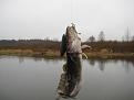 Нажмите на изображение для увеличения.

Название:	IMG_6124.jpg
Просмотров:	1137
Размер:	76.5 Кб
ID:	3363912