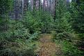 Нажмите на изображение для увеличения.

Название:	forest01.jpg
Просмотров:	675
Размер:	101.1 Кб
ID:	3364307