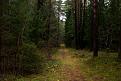 Нажмите на изображение для увеличения.

Название:	forest02.jpg
Просмотров:	657
Размер:	71.8 Кб
ID:	3364308