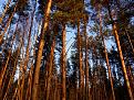 Нажмите на изображение для увеличения.

Название:	sunsetsforest8x6.jpg
Просмотров:	519
Размер:	138.7 Кб
ID:	3364762