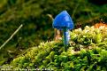 Нажмите на изображение для увеличения.

Название:	1264625181_color_mushrooms_08-small.jpg
Просмотров:	600
Размер:	30.7 Кб
ID:	3370974