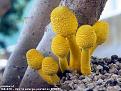 Нажмите на изображение для увеличения.

Название:	1264625182_color_mushrooms_05-small.jpg
Просмотров:	577
Размер:	30.1 Кб
ID:	3370975