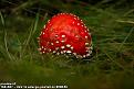 Нажмите на изображение для увеличения.

Название:	1264625209_color_mushrooms_01-small.jpg
Просмотров:	519
Размер:	18.8 Кб
ID:	3370977