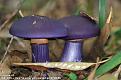 Нажмите на изображение для увеличения.

Название:	1264625235_color_mushrooms_07-small.jpg
Просмотров:	520
Размер:	19.9 Кб
ID:	3370978