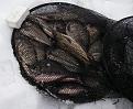 Нажмите на изображение для увеличения.

Название:	IMGP5915.jpg
Просмотров:	653
Размер:	93.4 Кб
ID:	3372208