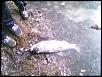 Нажмите на изображение для увеличения.

Название:	Толстолобик 2.jpg
Просмотров:	1645
Размер:	64.5 Кб
ID:	3373778