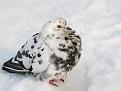 Нажмите на изображение для увеличения.

Название:	IMG_1474.JPG
Просмотров:	406
Размер:	90.8 Кб
ID:	3374363
