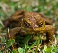 Нажмите на изображение для увеличения.

Название:	Frog.jpg
Просмотров:	523
Размер:	159.9 Кб
ID:	3376109