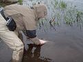 Нажмите на изображение для увеличения.

Название:	catch and reliese2.jpg
Просмотров:	581
Размер:	132.4 Кб
ID:	3376257