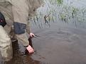 Нажмите на изображение для увеличения.

Название:	catch and reliese3.jpg
Просмотров:	536
Размер:	119.3 Кб
ID:	3376258
