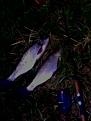 Нажмите на изображение для увеличения.

Название:	IMG0108A.jpg
Просмотров:	423
Размер:	21.2 Кб
ID:	3376382