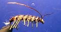 Нажмите на изображение для увеличения.

Название:	sow-bug-fly.jpg
Просмотров:	377
Размер:	159.6 Кб
ID:	3377926