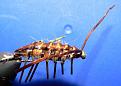 Нажмите на изображение для увеличения.

Название:	sow-bug-fly4.jpg
Просмотров:	368
Размер:	116.8 Кб
ID:	3377928