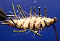 Нажмите на изображение для увеличения.

Название:	sow-bug-fly71.jpg
Просмотров:	357
Размер:	130.0 Кб
ID:	3377929