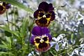 Нажмите на изображение для увеличения.

Название:	flowers 1.jpg
Просмотров:	395
Размер:	182.7 Кб
ID:	3378151