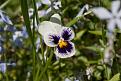 Нажмите на изображение для увеличения.

Название:	flowers 2.jpg
Просмотров:	385
Размер:	156.9 Кб
ID:	3378152