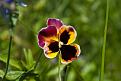 Нажмите на изображение для увеличения.

Название:	flowers 3.jpg
Просмотров:	310
Размер:	181.3 Кб
ID:	3378153