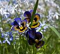 Нажмите на изображение для увеличения.

Название:	flowers 4.jpg
Просмотров:	312
Размер:	161.7 Кб
ID:	3378154