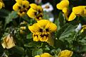 Нажмите на изображение для увеличения.

Название:	flowers 5.jpg
Просмотров:	310
Размер:	159.9 Кб
ID:	3378155