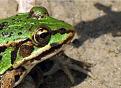 Нажмите на изображение для увеличения.

Название:	frog.jpg
Просмотров:	383
Размер:	77.2 Кб
ID:	3380344