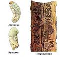 Нажмите на изображение для увеличения.

Название:	короед.jpg
Просмотров:	1534
Размер:	12.0 Кб
ID:	3382677