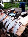 Нажмите на изображение для увеличения.

Название:	kor37.JPG
Просмотров:	1336
Размер:	115.4 Кб
ID:	3383126