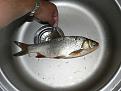 Нажмите на изображение для увеличения.

Название:	fish1.jpg
Просмотров:	1487
Размер:	57.4 Кб
ID:	3389142