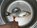 Нажмите на изображение для увеличения.

Название:	fish2.jpg
Просмотров:	1418
Размер:	54.4 Кб
ID:	3389143