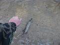 Нажмите на изображение для увеличения.

Название:	Отпускаем.jpg
Просмотров:	1026
Размер:	169.3 Кб
ID:	3391976