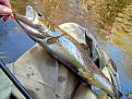 Нажмите на изображение для увеличения.

Название:	trout 36 cm.jpg
Просмотров:	531
Размер:	66.8 Кб
ID:	3392024