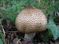 Нажмите на изображение для увеличения.

Название:	Agaricus augustus.jpg
Просмотров:	952
Размер:	90.3 Кб
ID:	3398117