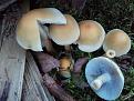 Нажмите на изображение для увеличения.

Название:	Hypholoma capnoides.JPG
Просмотров:	730
Размер:	75.1 Кб
ID:	3398118