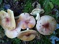 Нажмите на изображение для увеличения.

Название:	Tricholomopsis rutilans.JPG
Просмотров:	611
Размер:	88.8 Кб
ID:	3398121
