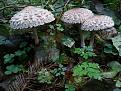 Нажмите на изображение для увеличения.

Название:	Macrolepiota rhacodes 1.JPG
Просмотров:	611
Размер:	100.2 Кб
ID:	3398122