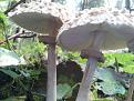 Нажмите на изображение для увеличения.

Название:	Macrolepiota rhacodes 2.JPG
Просмотров:	608
Размер:	72.2 Кб
ID:	3398123