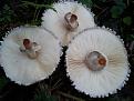 Нажмите на изображение для увеличения.

Название:	Macrolepiota rhacodes 3.JPG
Просмотров:	601
Размер:	71.1 Кб
ID:	3398124