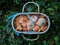 Нажмите на изображение для увеличения.

Название:	Macrolepiota rhacodes 4.JPG
Просмотров:	614
Размер:	105.2 Кб
ID:	3398125