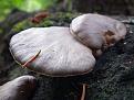 Нажмите на изображение для увеличения.

Название:	Pleurotus calyptratus 1.jpg
Просмотров:	605
Размер:	45.6 Кб
ID:	3398135