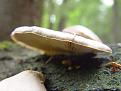 Нажмите на изображение для увеличения.

Название:	Pleurotus calyptratus 2.jpg
Просмотров:	605
Размер:	45.8 Кб
ID:	3398136