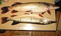 Нажмите на изображение для увеличения.

Название:	fish 001.jpg
Просмотров:	1571
Размер:	182.0 Кб
ID:	3398562