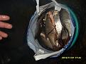 Нажмите на изображение для увеличения.

Название:	SDC16684.jpg
Просмотров:	1637
Размер:	101.8 Кб
ID:	3399427