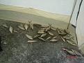 Нажмите на изображение для увеличения.

Название:	DSC04041.jpg
Просмотров:	1552
Размер:	54.7 Кб
ID:	3401182