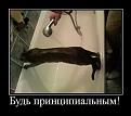 Нажмите на изображение для увеличения.

Название:	x_f5e1cf7d.jpg
Просмотров:	1287
Размер:	48.9 Кб
ID:	3401649