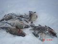 Нажмите на изображение для увеличения.

Название:	DSC06751.jpg
Просмотров:	1945
Размер:	185.2 Кб
ID:	3402573